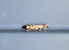 Erechthias zebrina