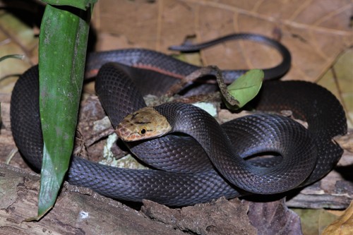Brown Loreal Pitted Wolf Snake