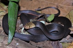 Brown Loreal Pitted Wolf Snake photo 2
