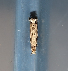 Erechthias zebrina