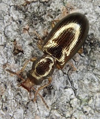 Salpingus planirostris