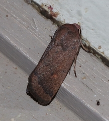 Proteuxoa porphyrescens