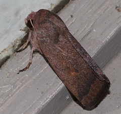 Proteuxoa porphyrescens