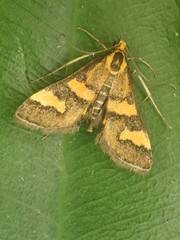 Metallarcha diplochrysa