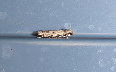 Erechthias zebrina