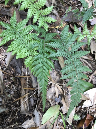 Thelypteris angustifrons iNat (1)