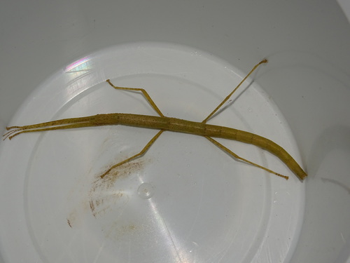 Indian Walking Stick photo 3