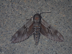 Sphinx maurorum