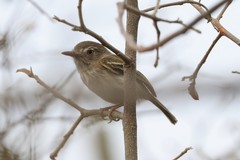 Hemitriccus margaritaceiventer