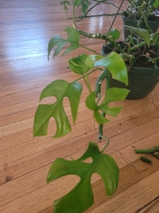 Rhaphidophora tetrasperma