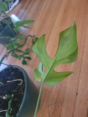 Rhaphidophora tetrasperma