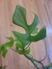 Rhaphidophora tetrasperma