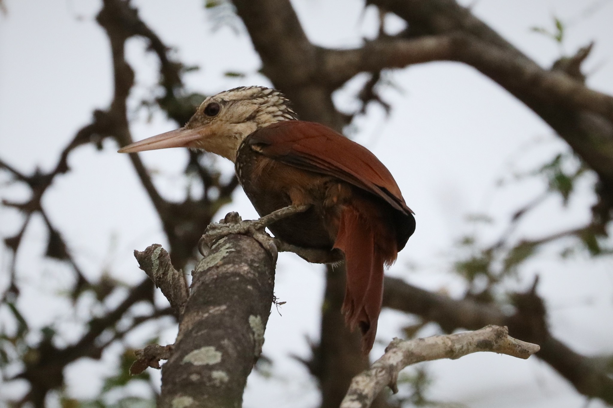 Straight-billed Woodcreeper illustration
