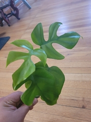 Rhaphidophora tetrasperma