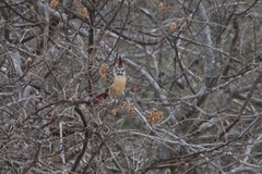 Cardinalis phoeniceus