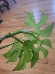 Rhaphidophora tetrasperma