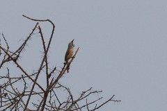 Cardinalis phoeniceus