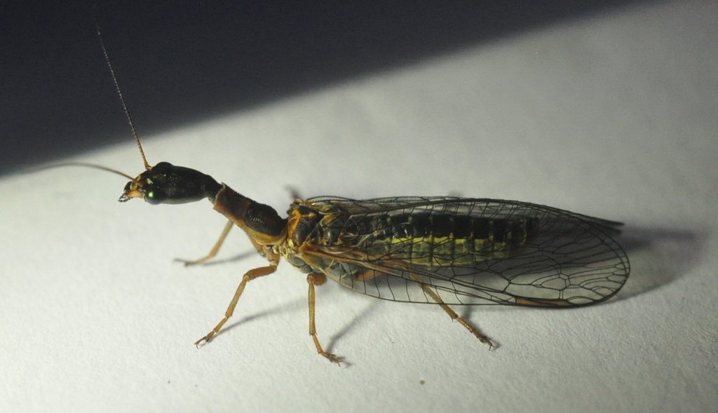 Agullini