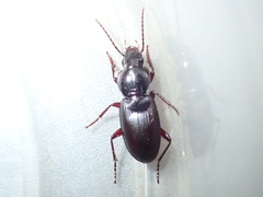 Pterostichus inermis