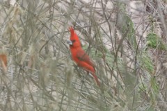 Cardinalis phoeniceus