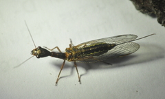 Agulla assimilis