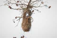 Icterus nigrogularis