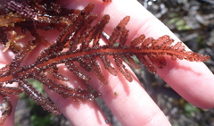 Neoptilota densa