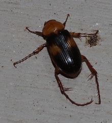 Phyllotocus bimaculatus