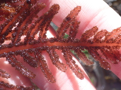 Neoptilota densa