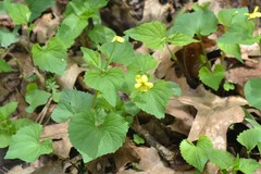 Viola eriocarpa