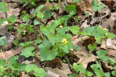 Viola eriocarpa
