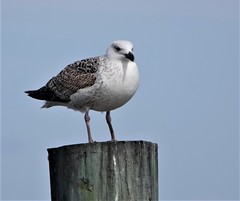 Larus marinus