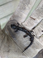 Plethodon glutinosus