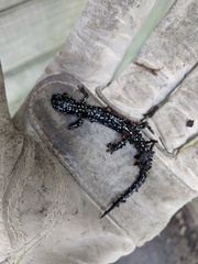 Plethodon glutinosus