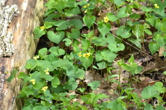 Viola eriocarpa