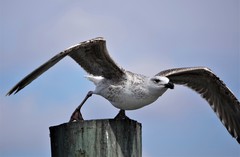 Larus marinus