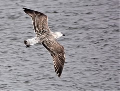 Larus marinus
