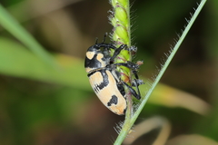Cholus flavofasciatus