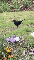 Turdus merula