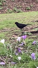 Turdus merula