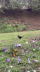 Turdus merula
