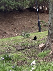 Turdus merula