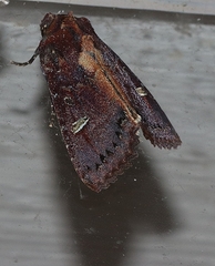 Neumichtis adamantina
