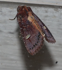 Neumichtis adamantina