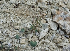 Cardamine pachystigma dissectifolia