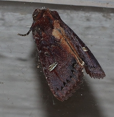 Neumichtis adamantina