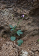 Cardamine pachystigma dissectifolia
