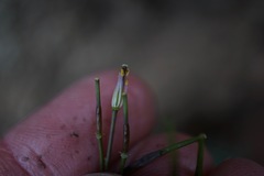 Cardamine pachystigma dissectifolia