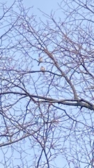 Carduelis
