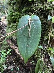 Pleurothallis killipii
